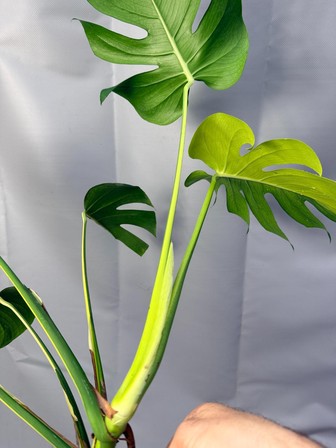 half moon monstera for sale Monstera Variegata Aurea XL HALF MOON