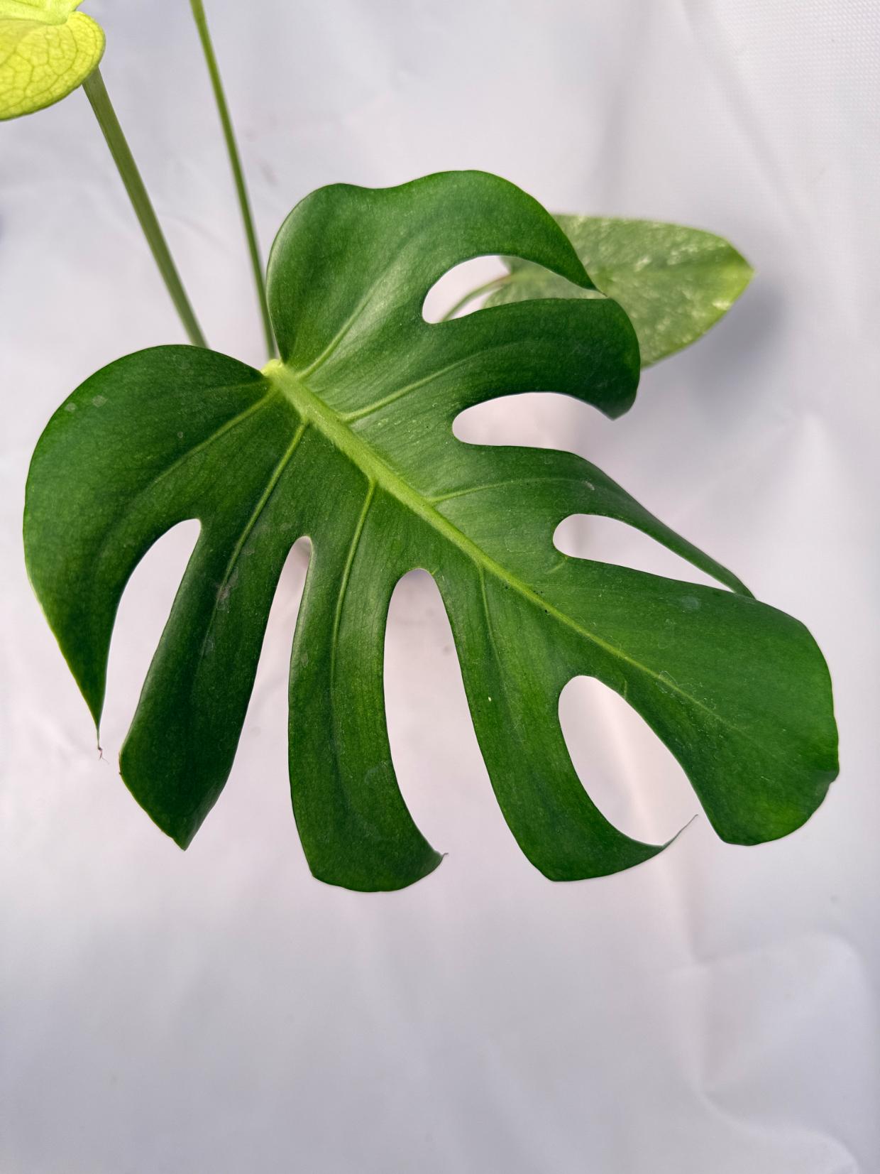 Monstera Variegata MINT 07