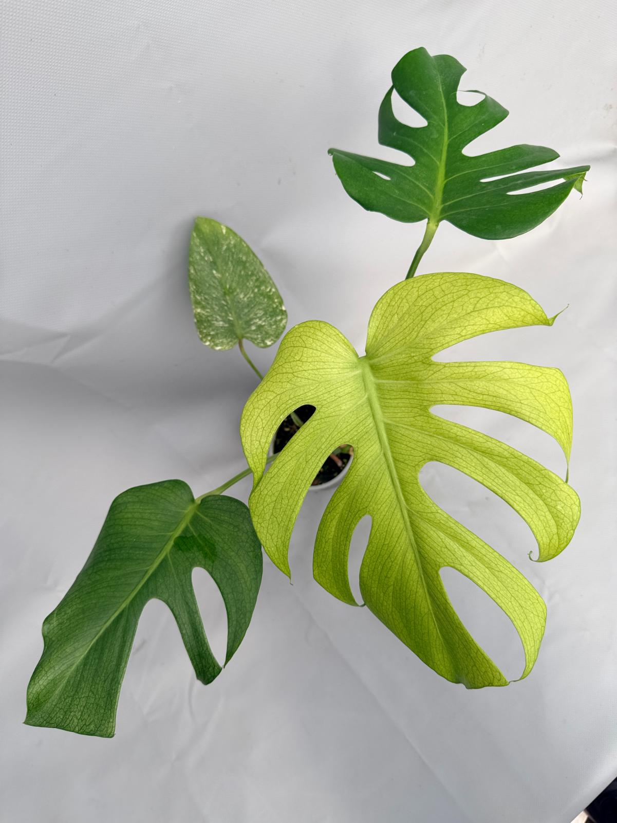 Monstera Variegata MINT 08