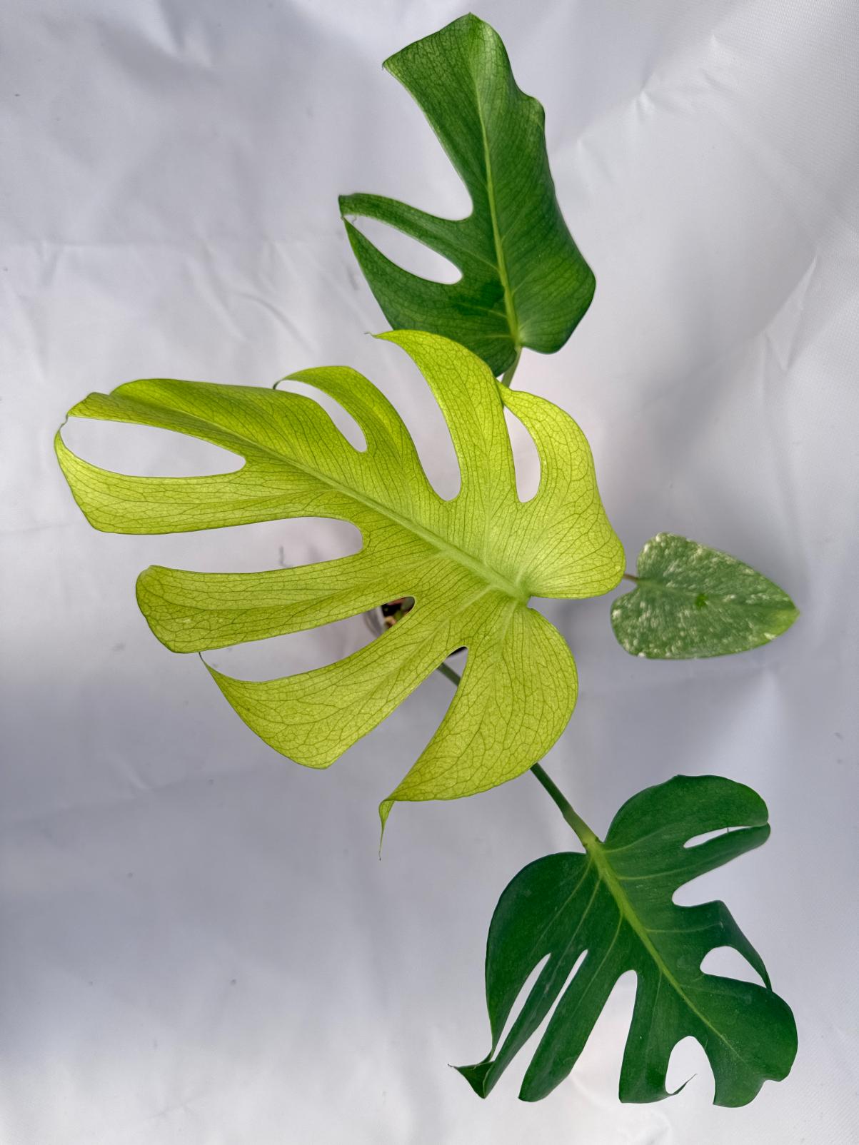 Monstera Variegata MINT 01