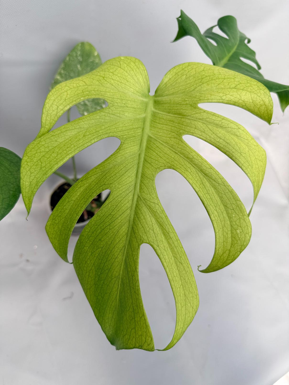 Monstera Variegata MINT 02