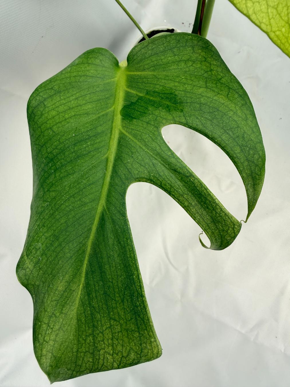 Monstera Variegata MINT 03