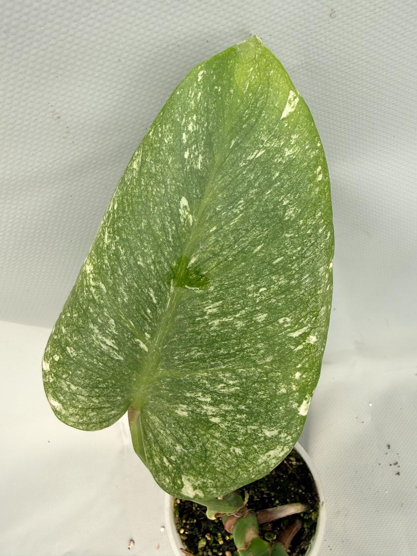 Monstera Variegata MINT 04
