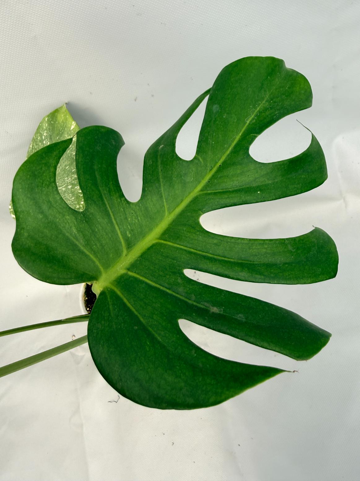 Monstera Variegata MINT 05
