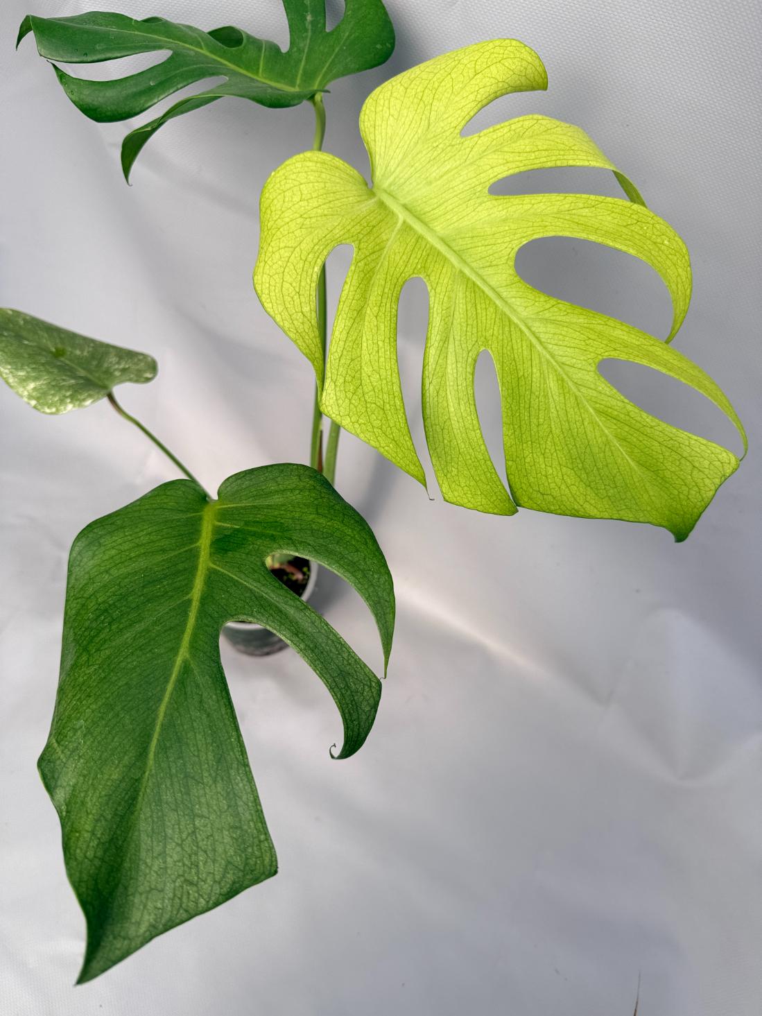 Monstera Variegata MINT 06