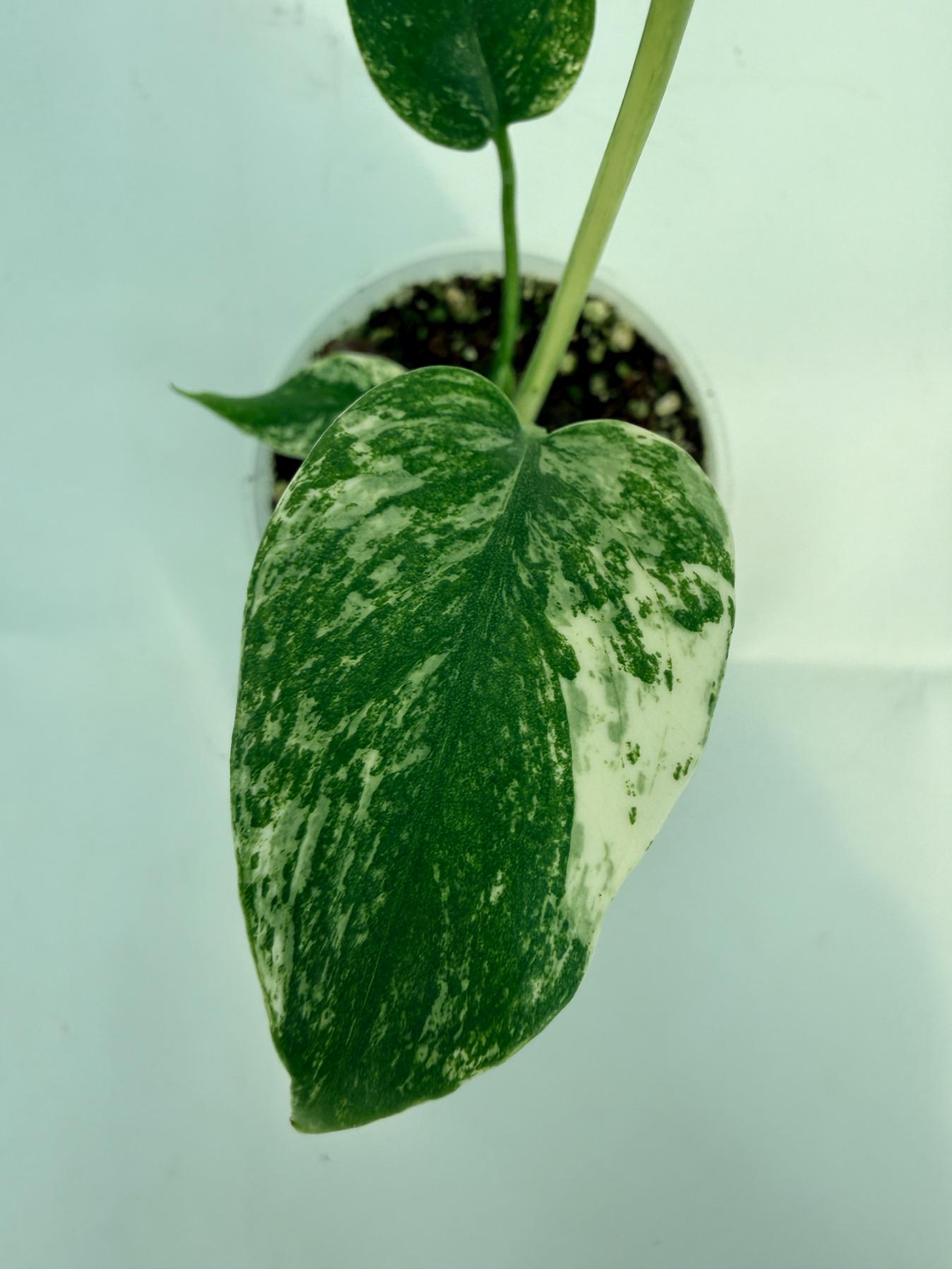 Monstera White Monster