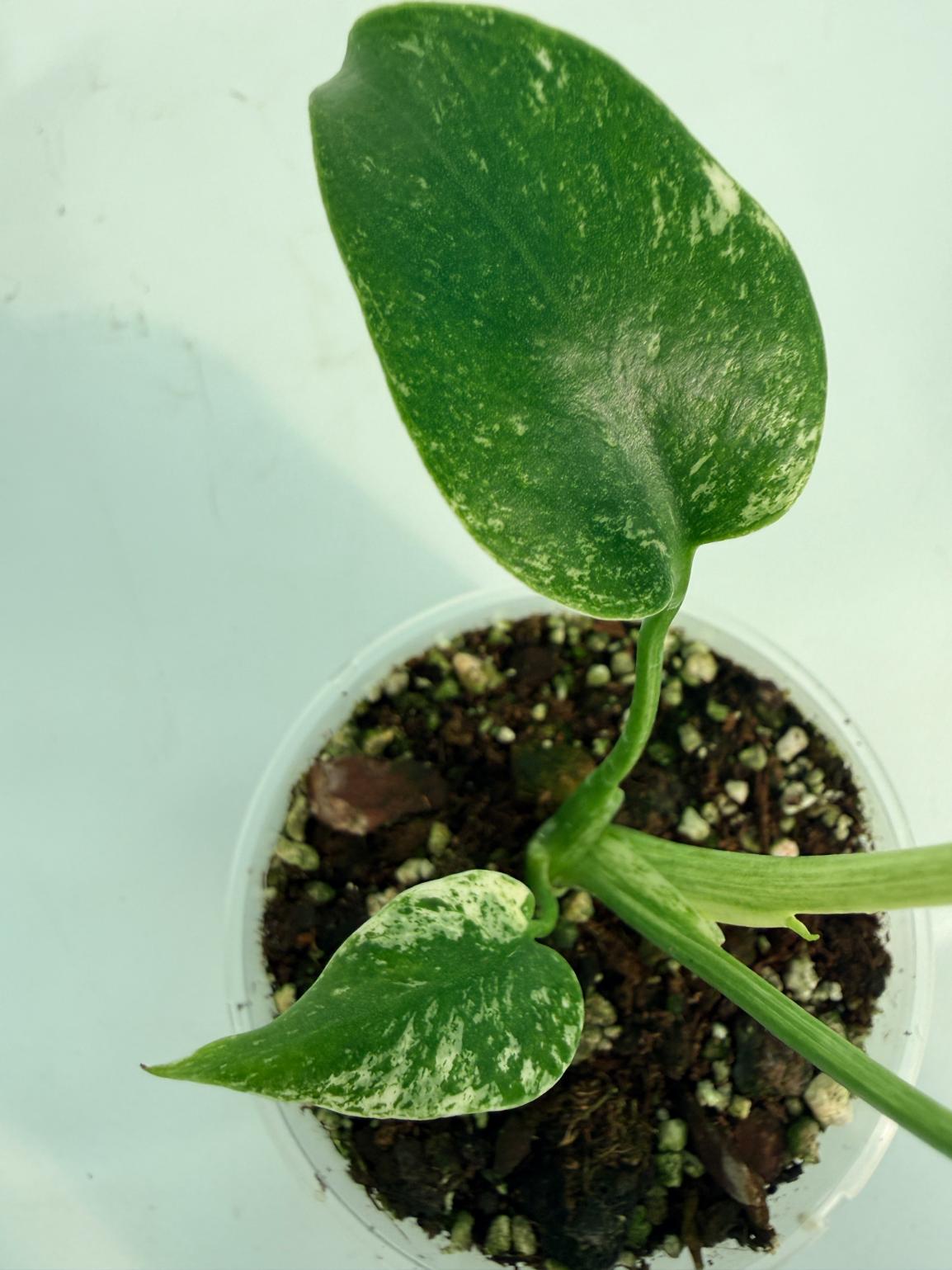 Monstera White Monster