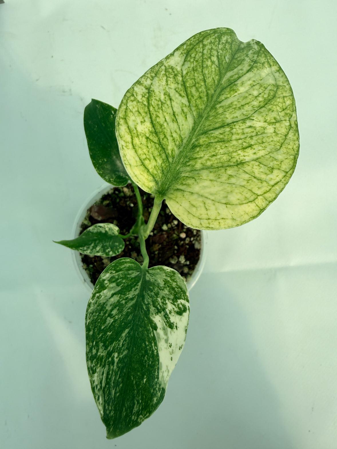 Monstera White Monster