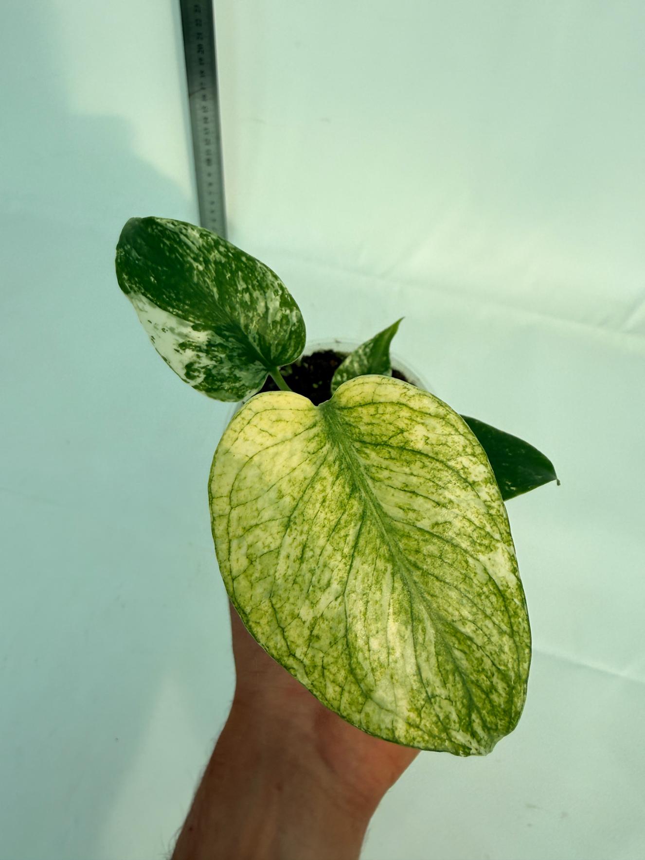 Monstera White Monster