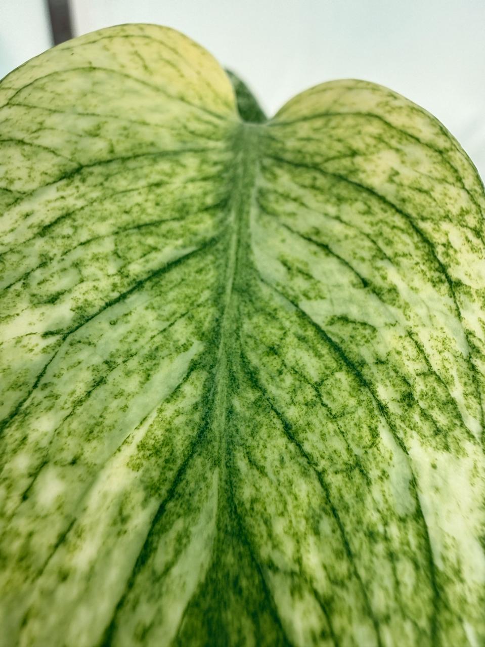 Monstera White Monster