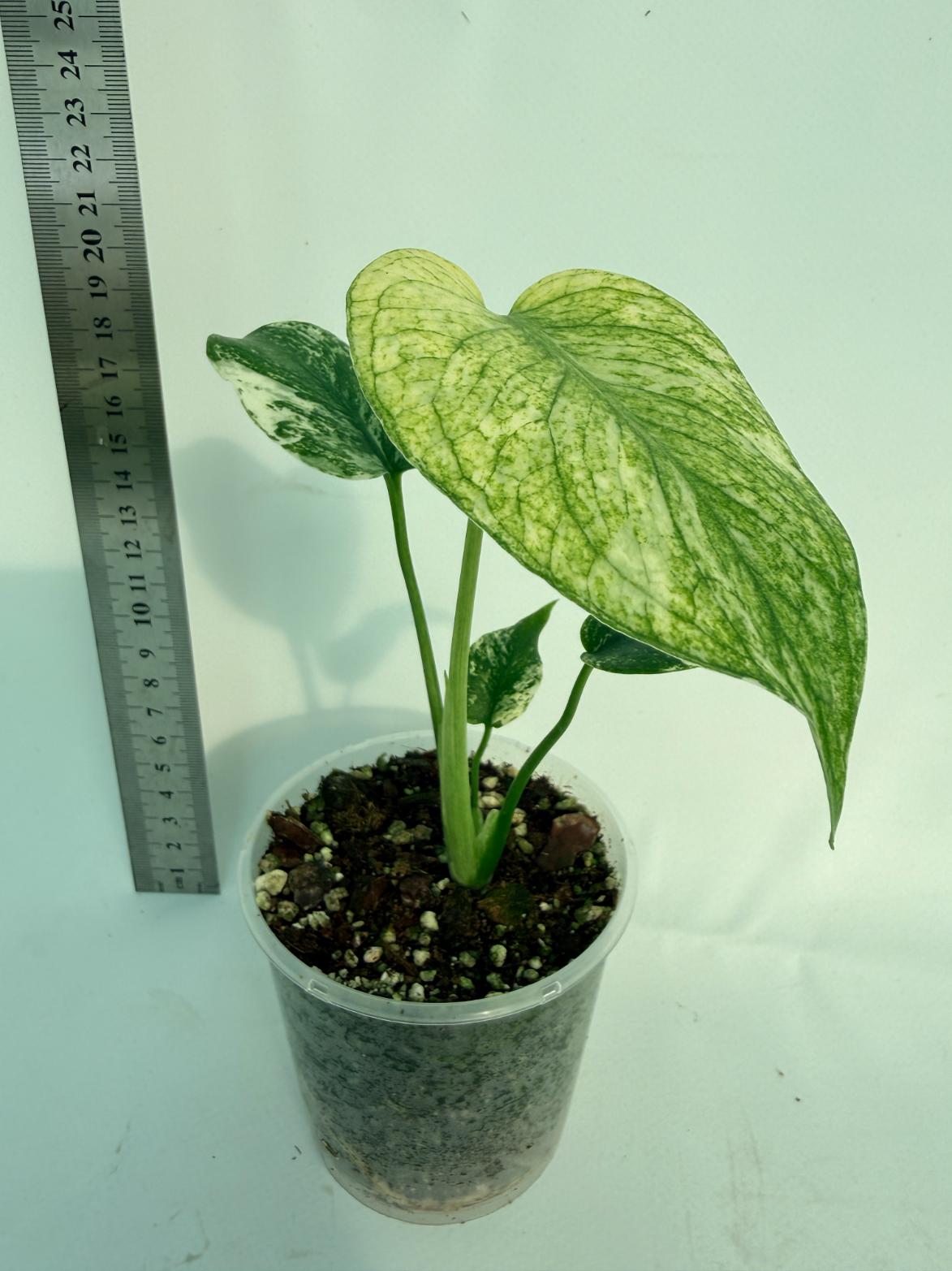 Monstera White Monster