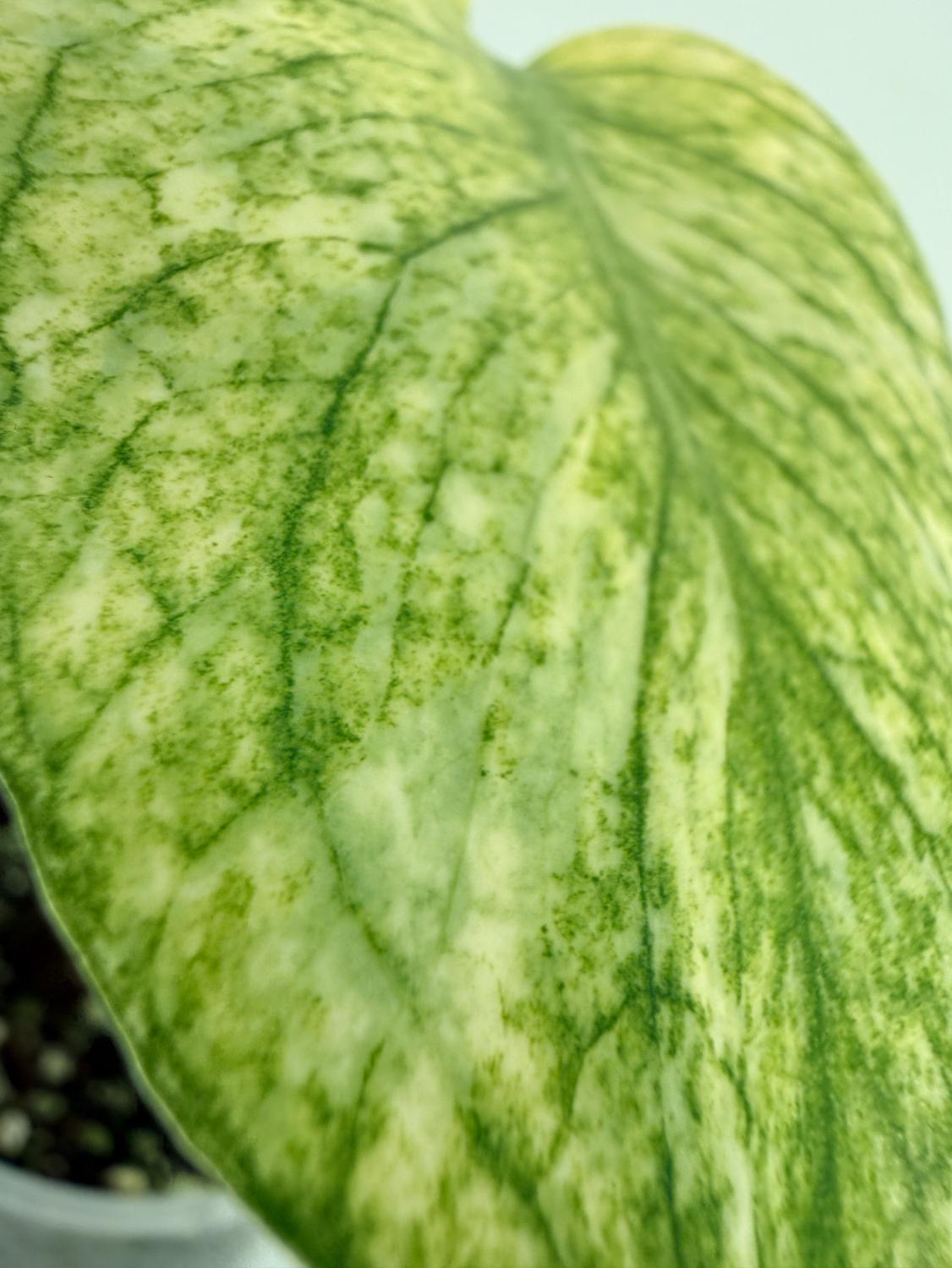 Monstera White Monster