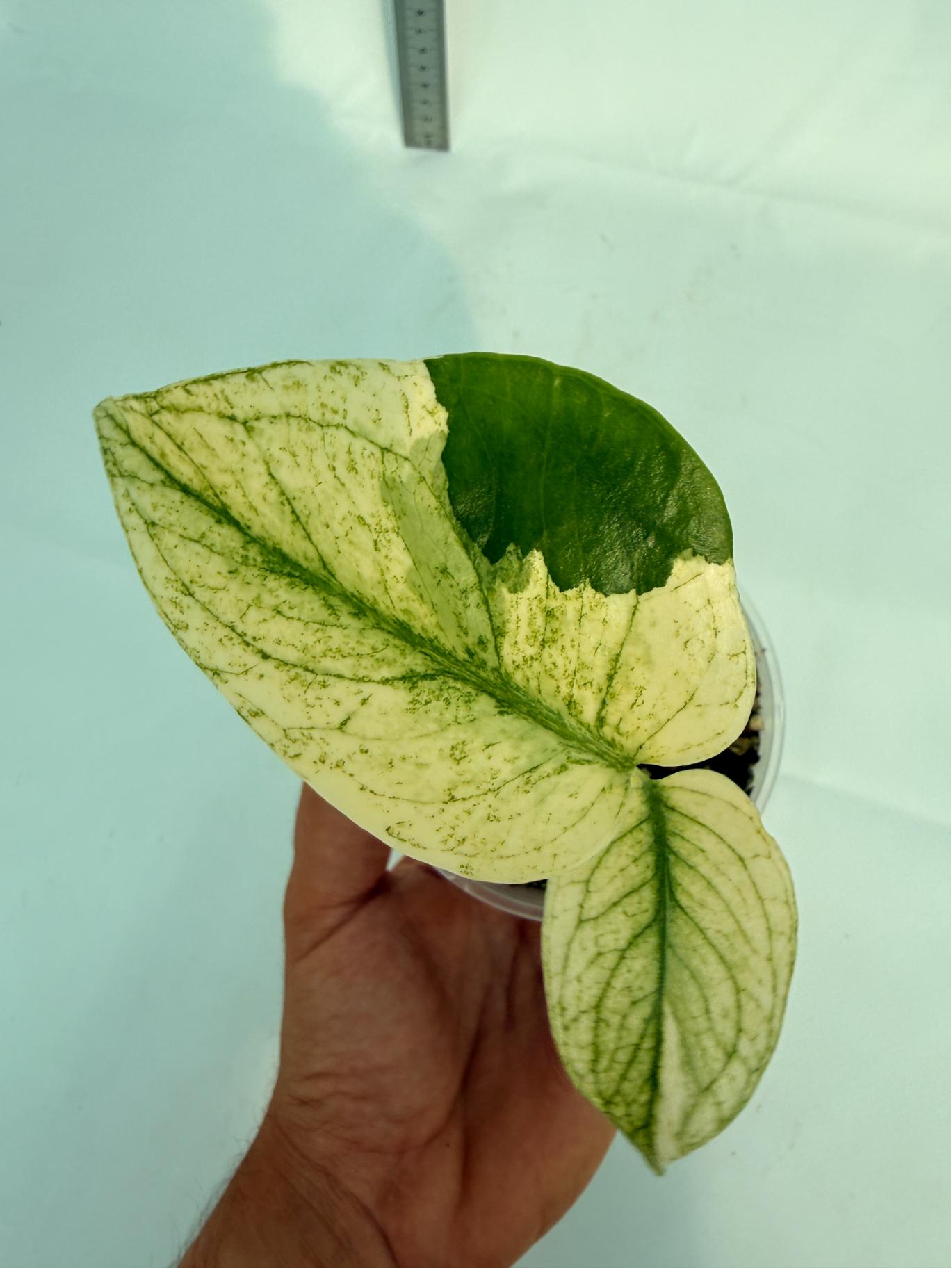 Monstera White Monster 4