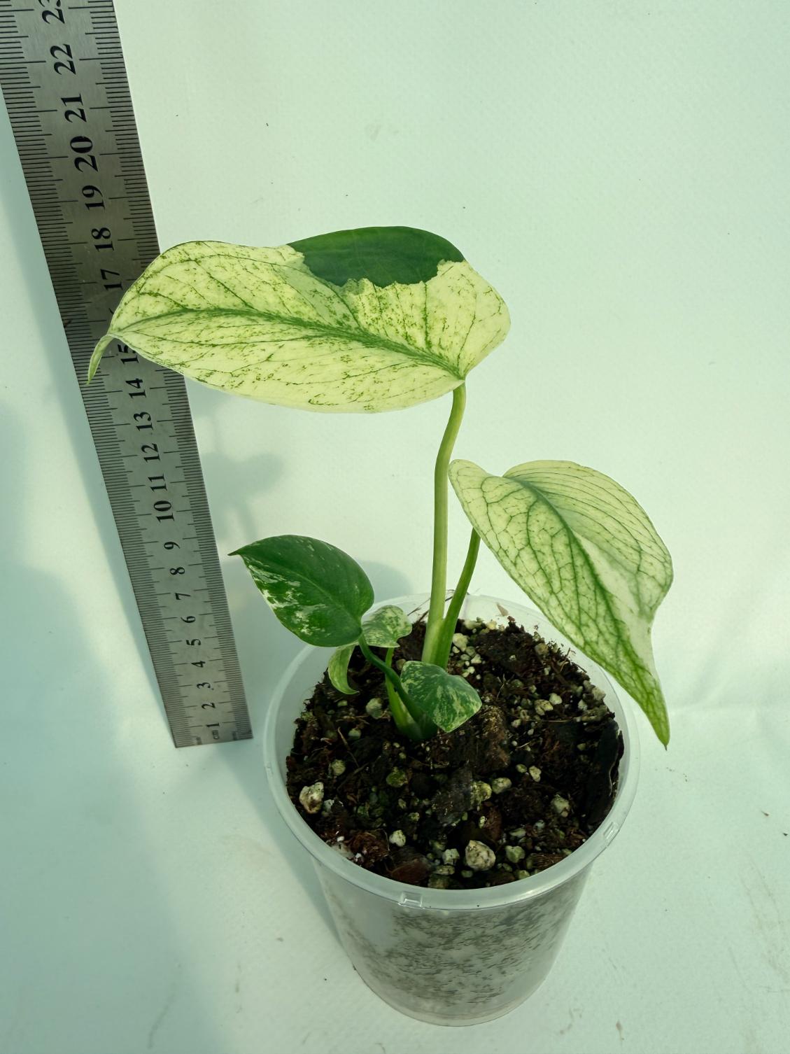 Monstera White Monster 3