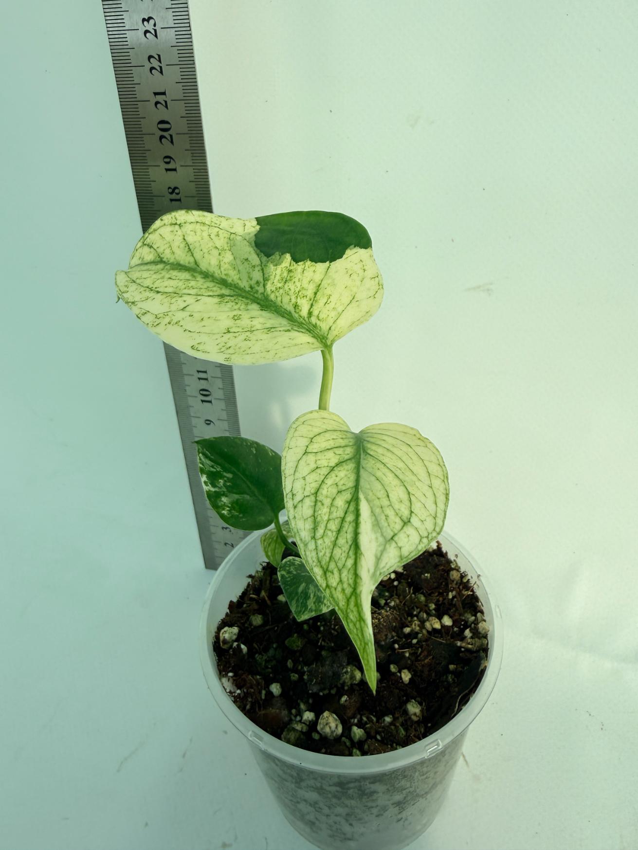 Monstera White Monster 5