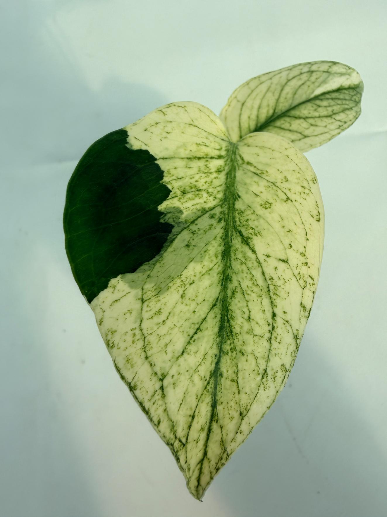 Monstera White Monster 6