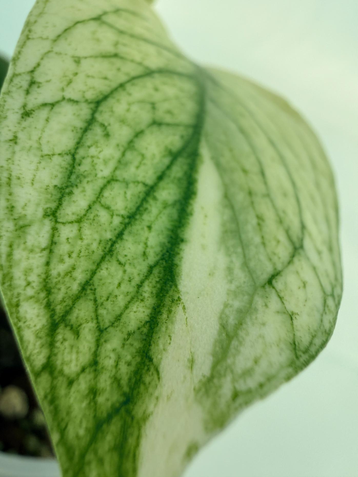 Monstera White Monster 8