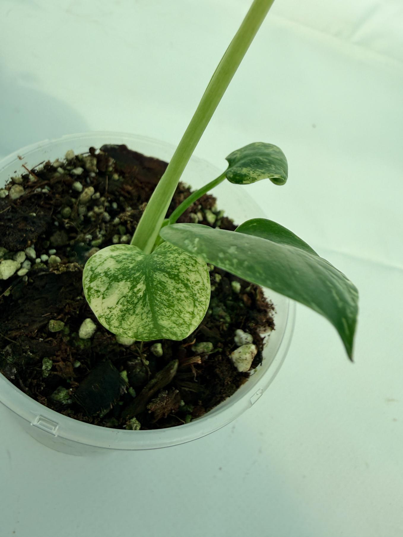 Monstera White Monster 9