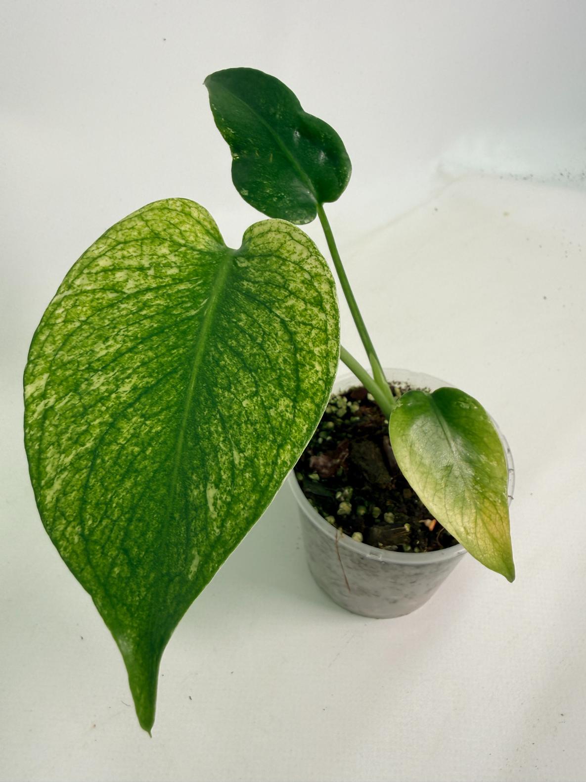Monstera White Monster 08