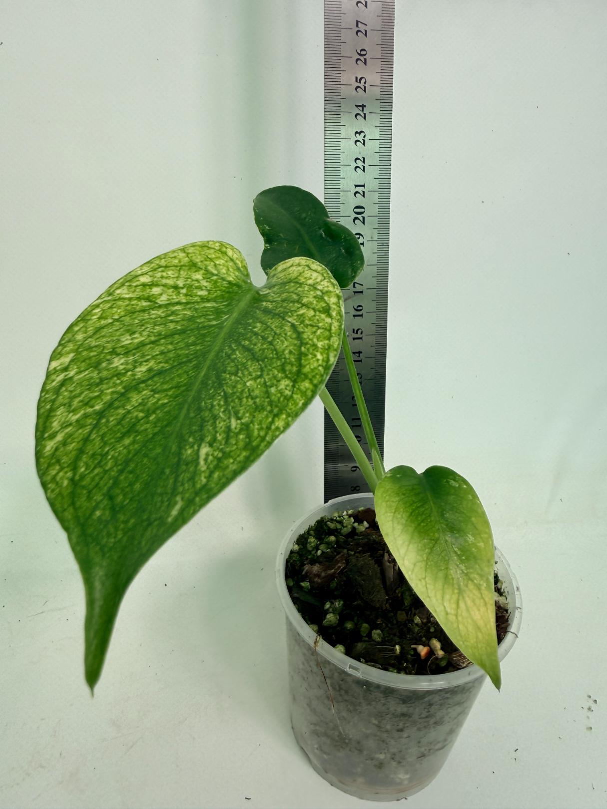 Monstera White Monster 02