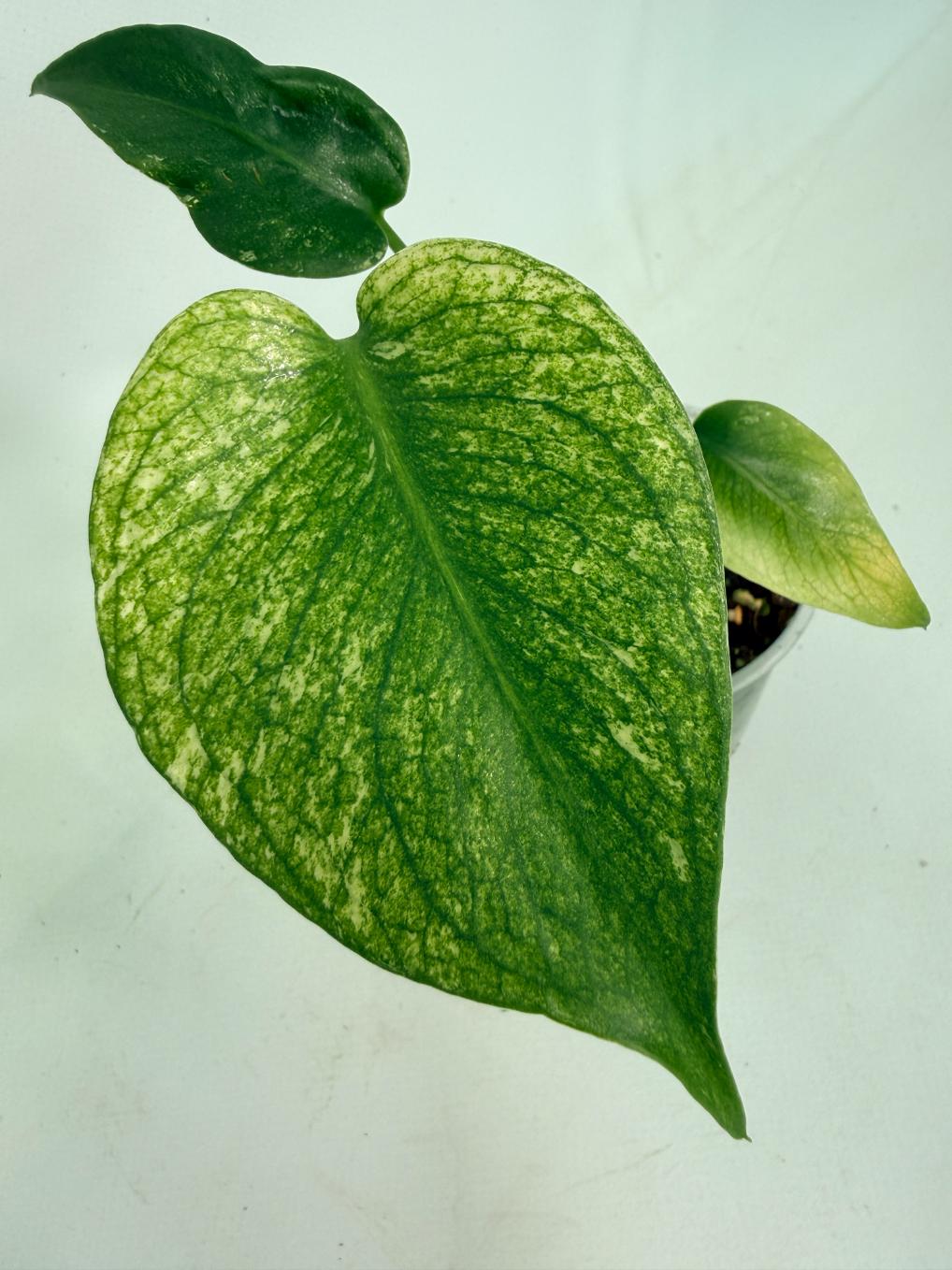 Monstera White Monster 03