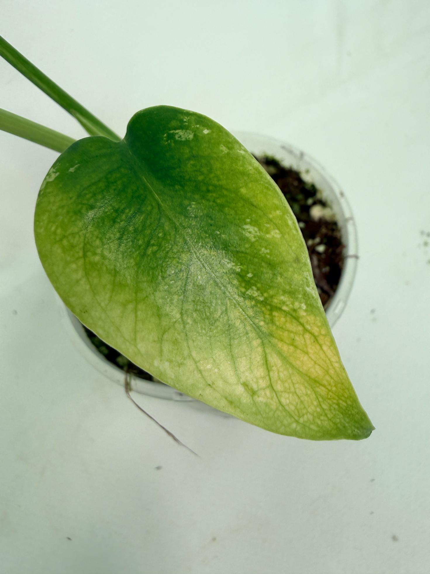 Monstera White Monster 04