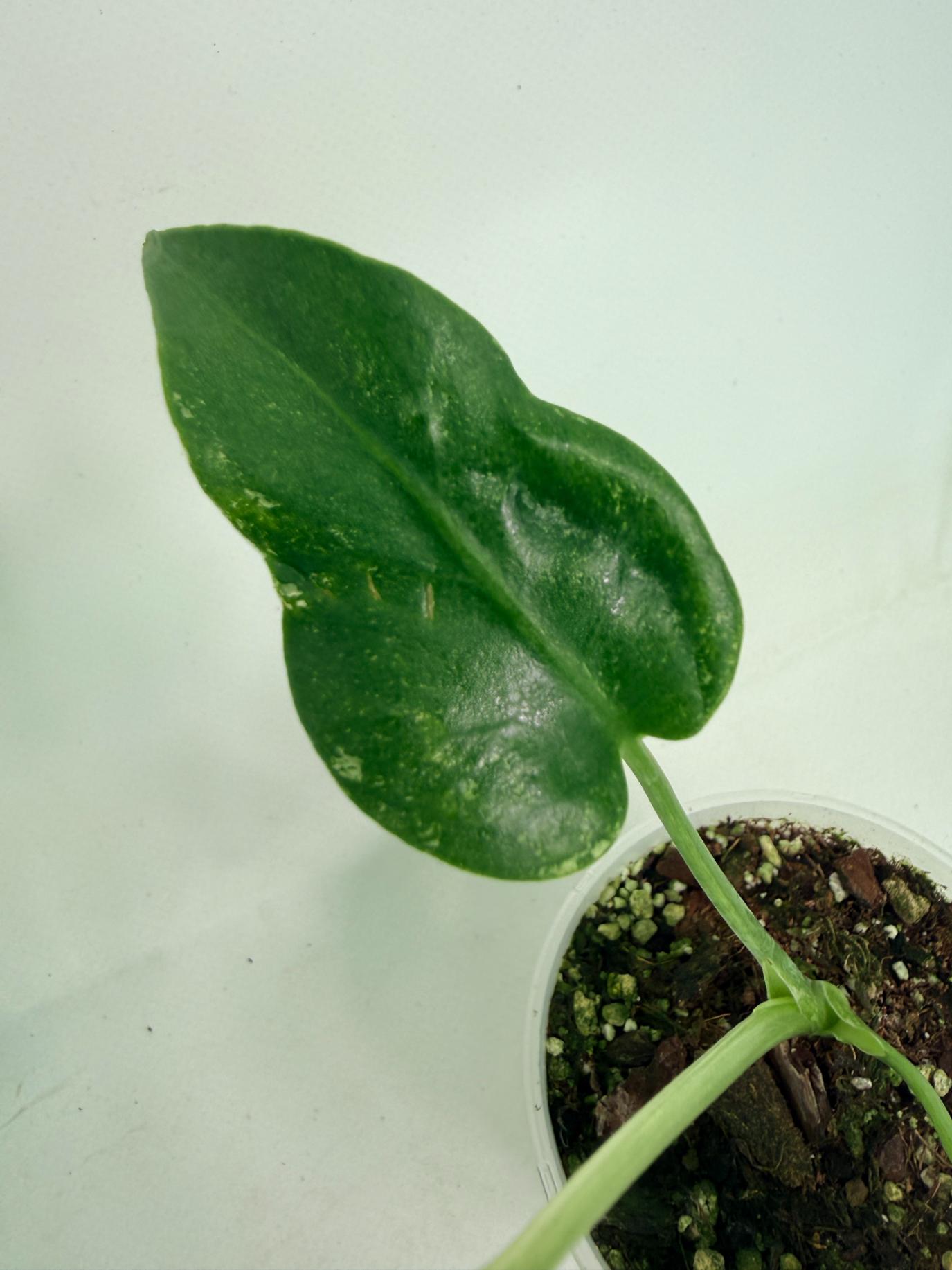 Monstera White Monster 05