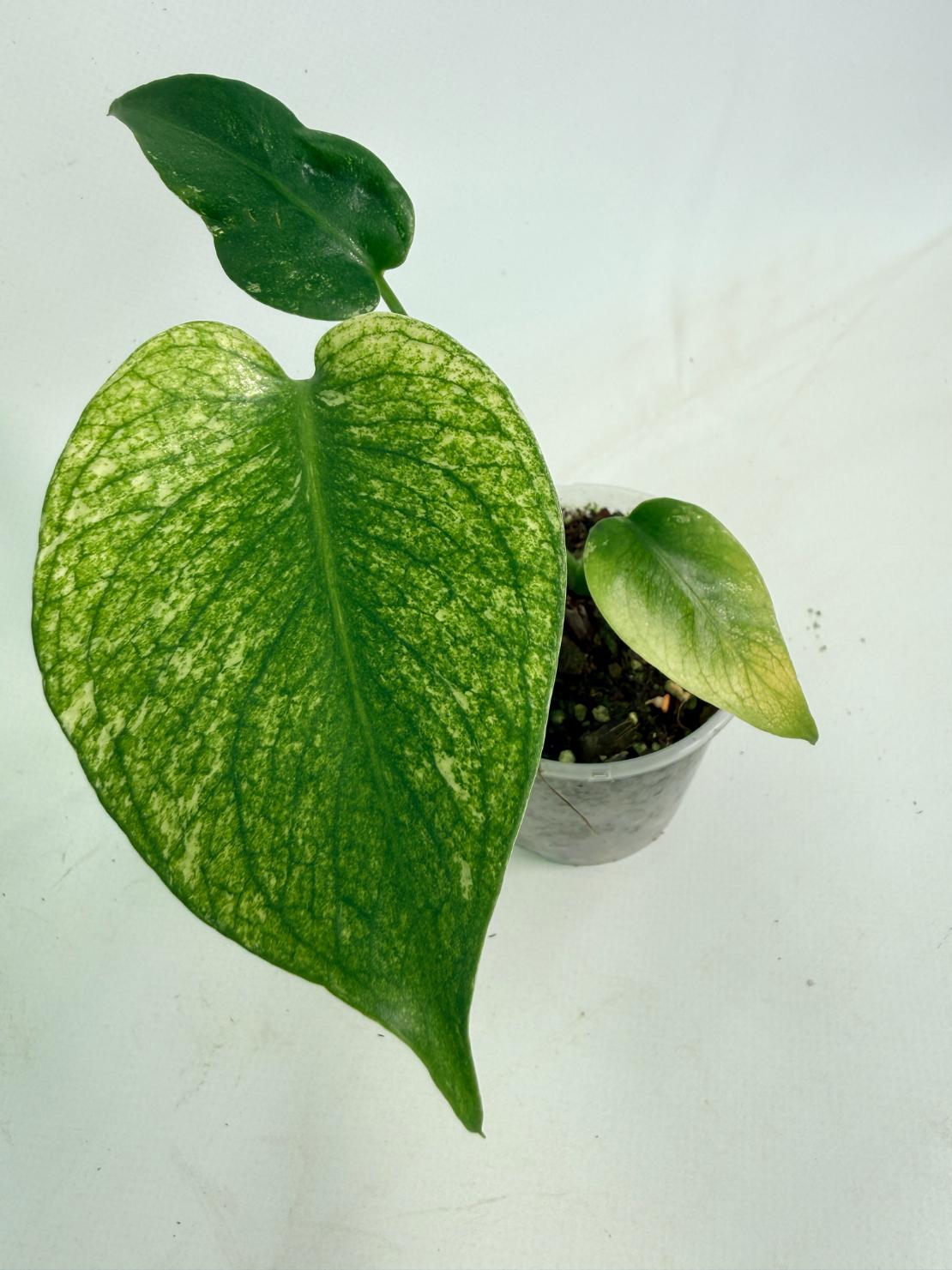Monstera White Monster 06