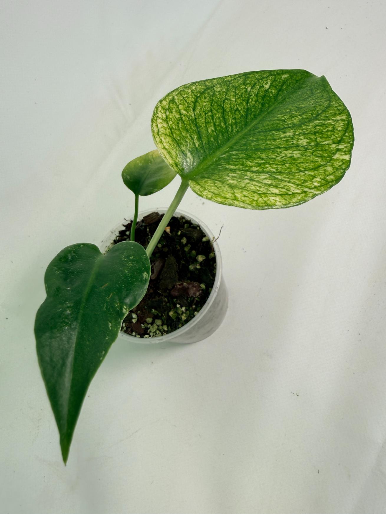 Monstera White Monster 07