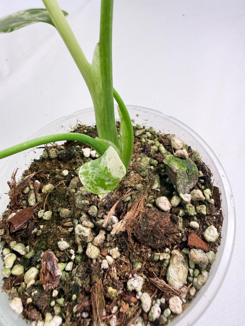 Monstera White Monster 06