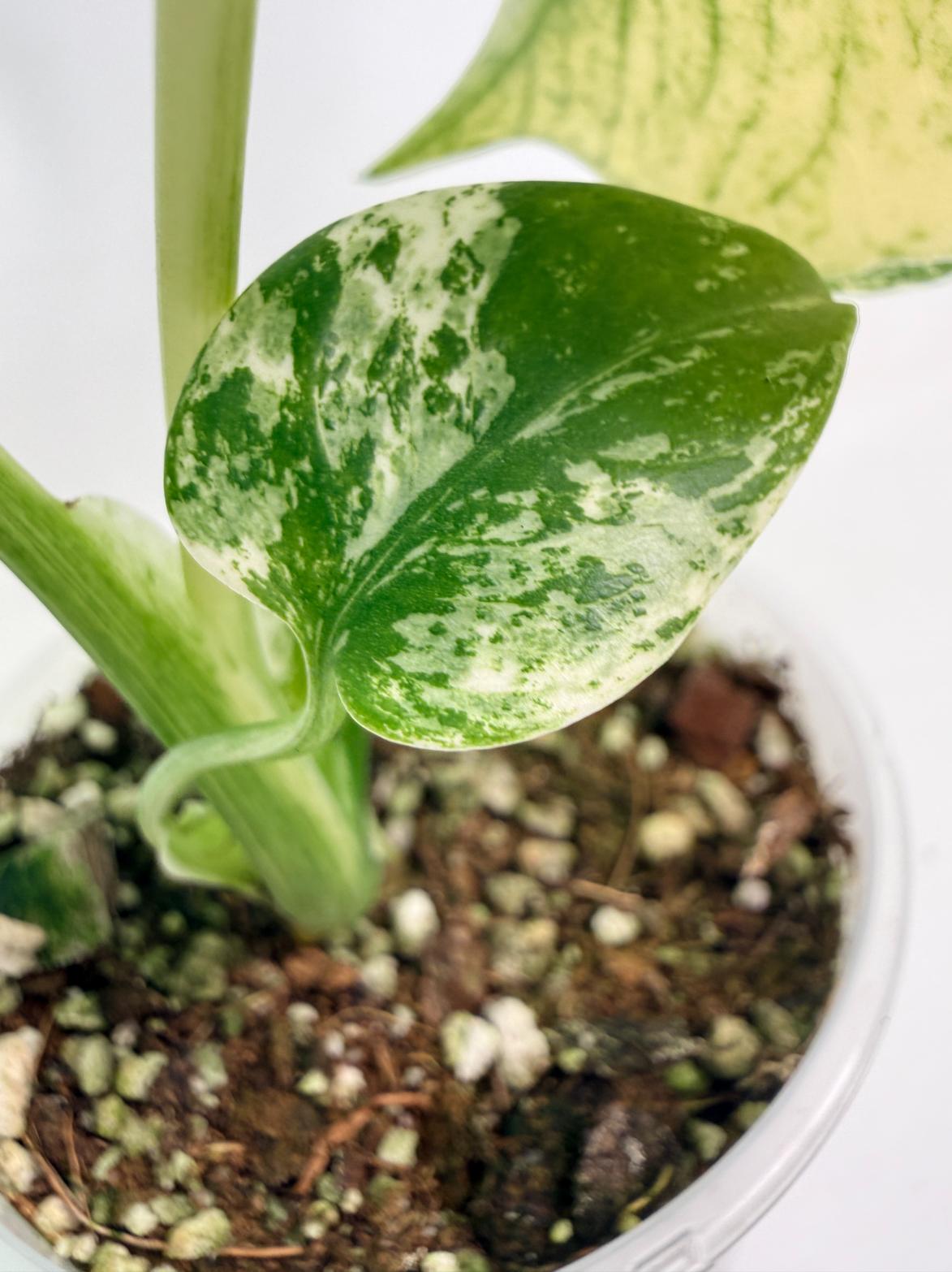 Monstera White Monster 08