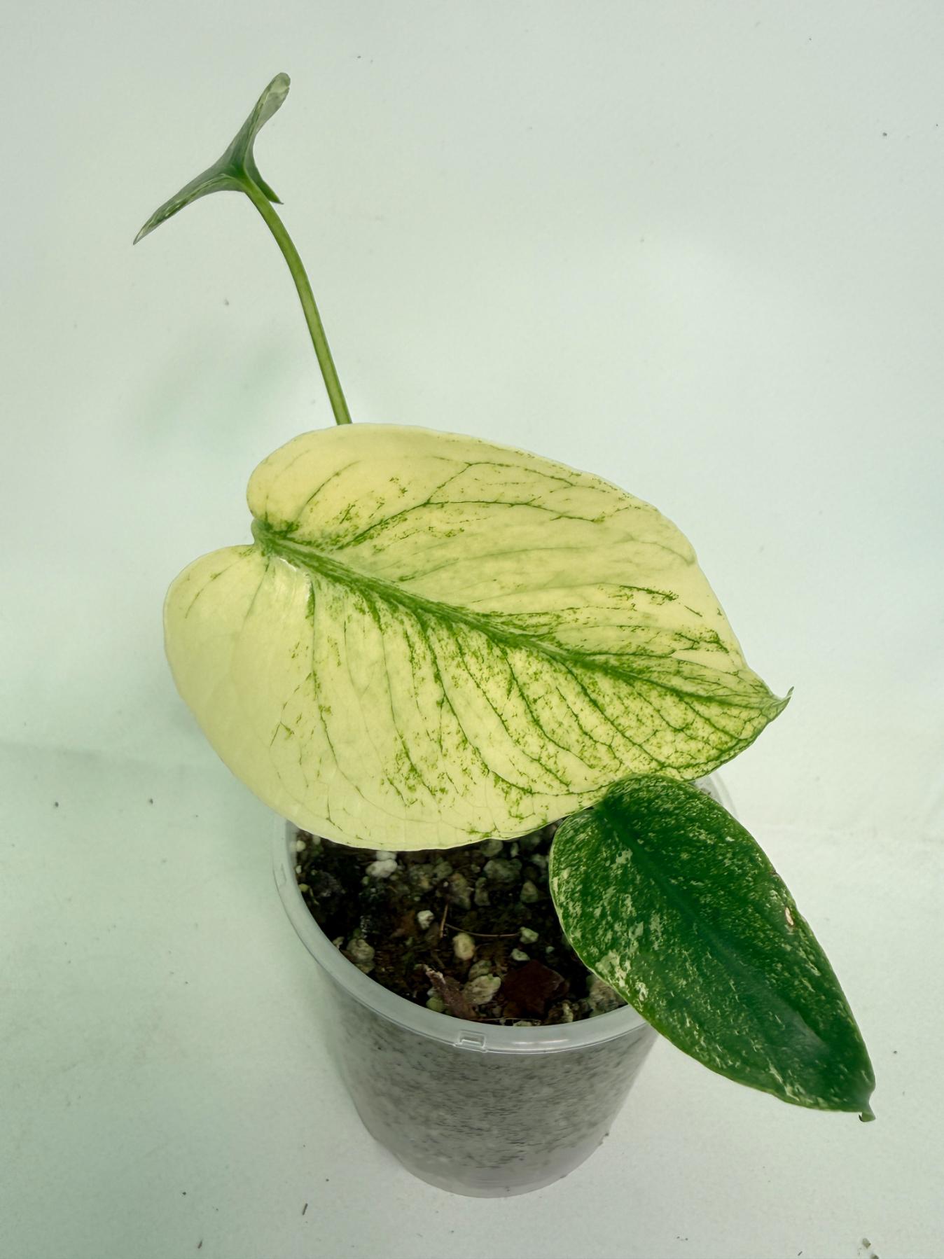 Monstera White Monster 01