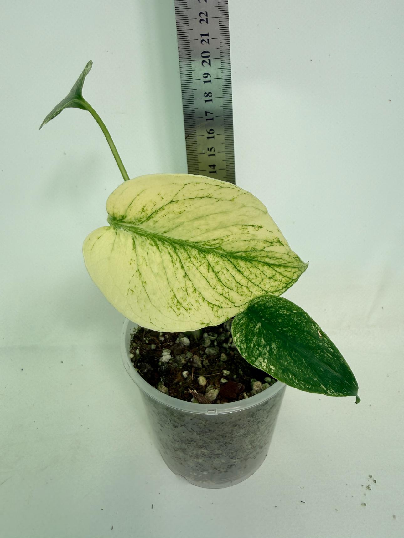 Monstera White Monster 02