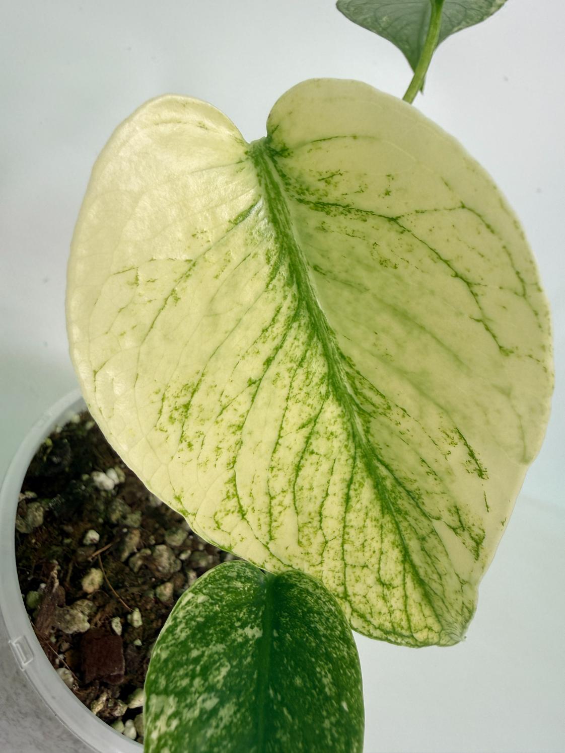 Monstera White Monster 03