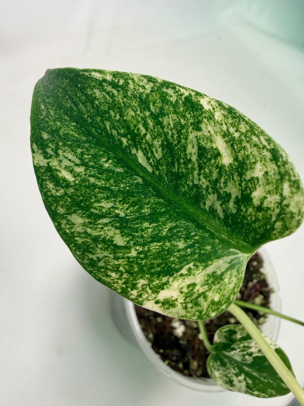 Monstera White Monster 04