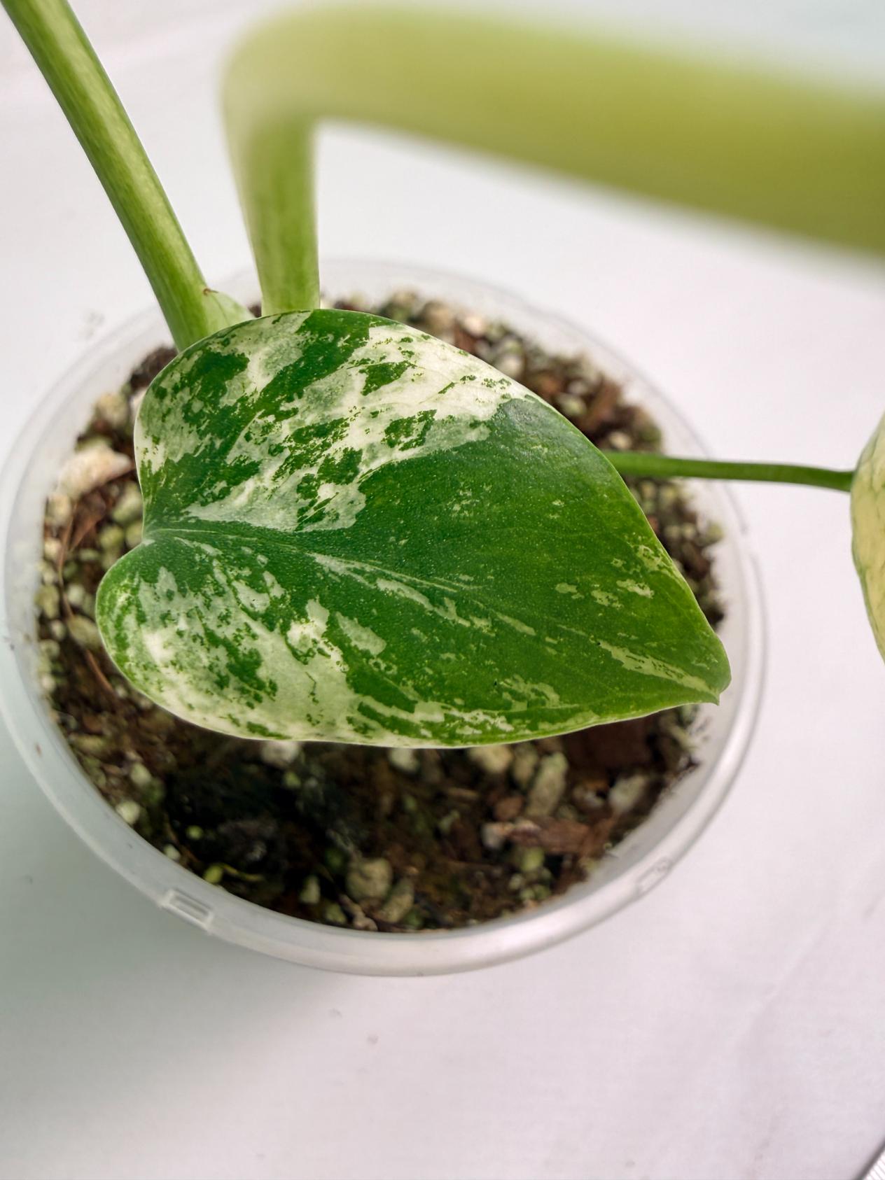 Monstera White Monster 05