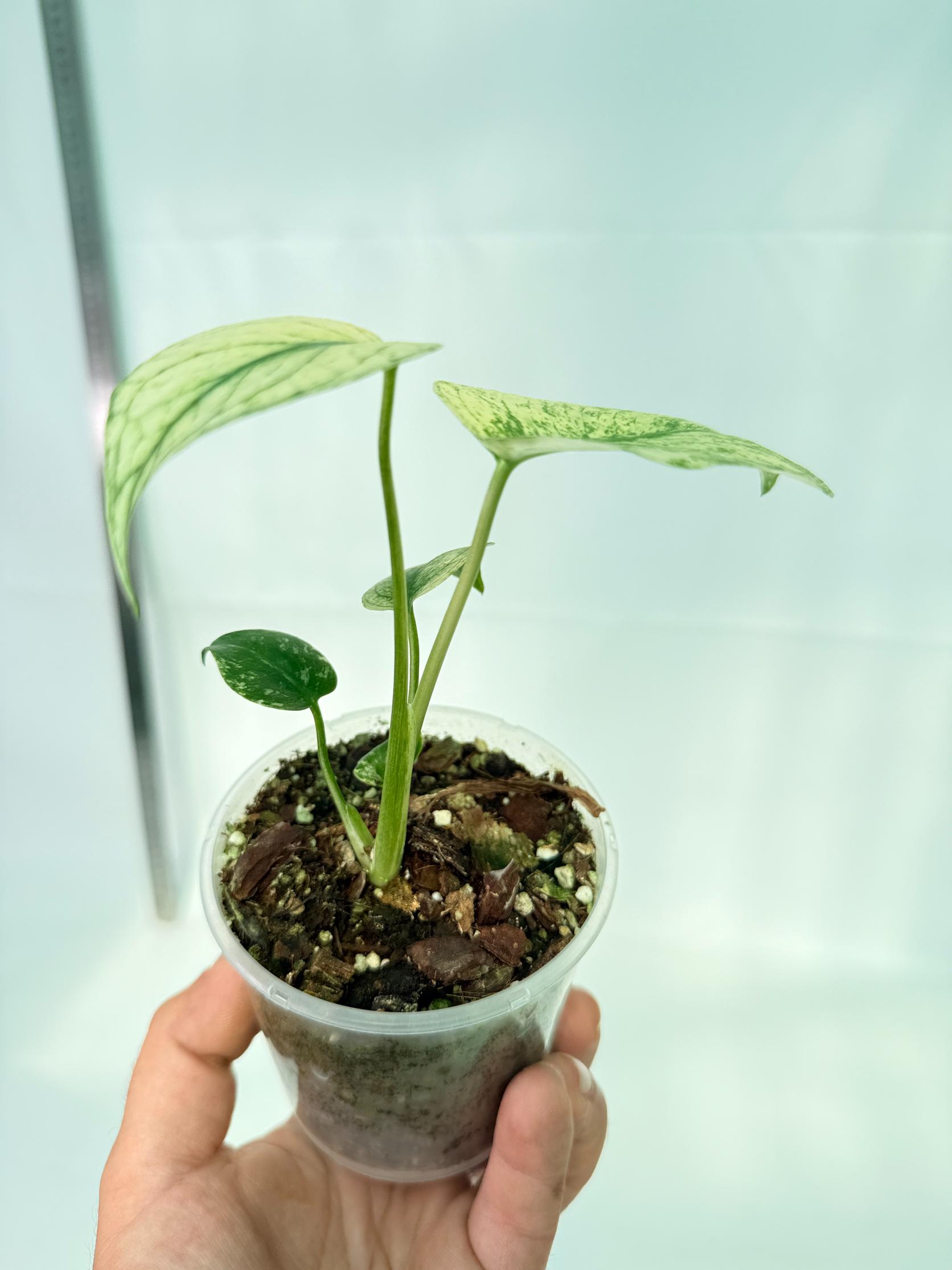 Monstera White Monster 9