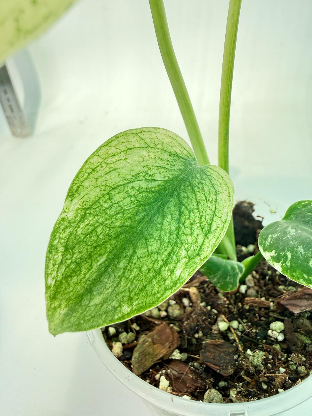 Monstera White Monster 10