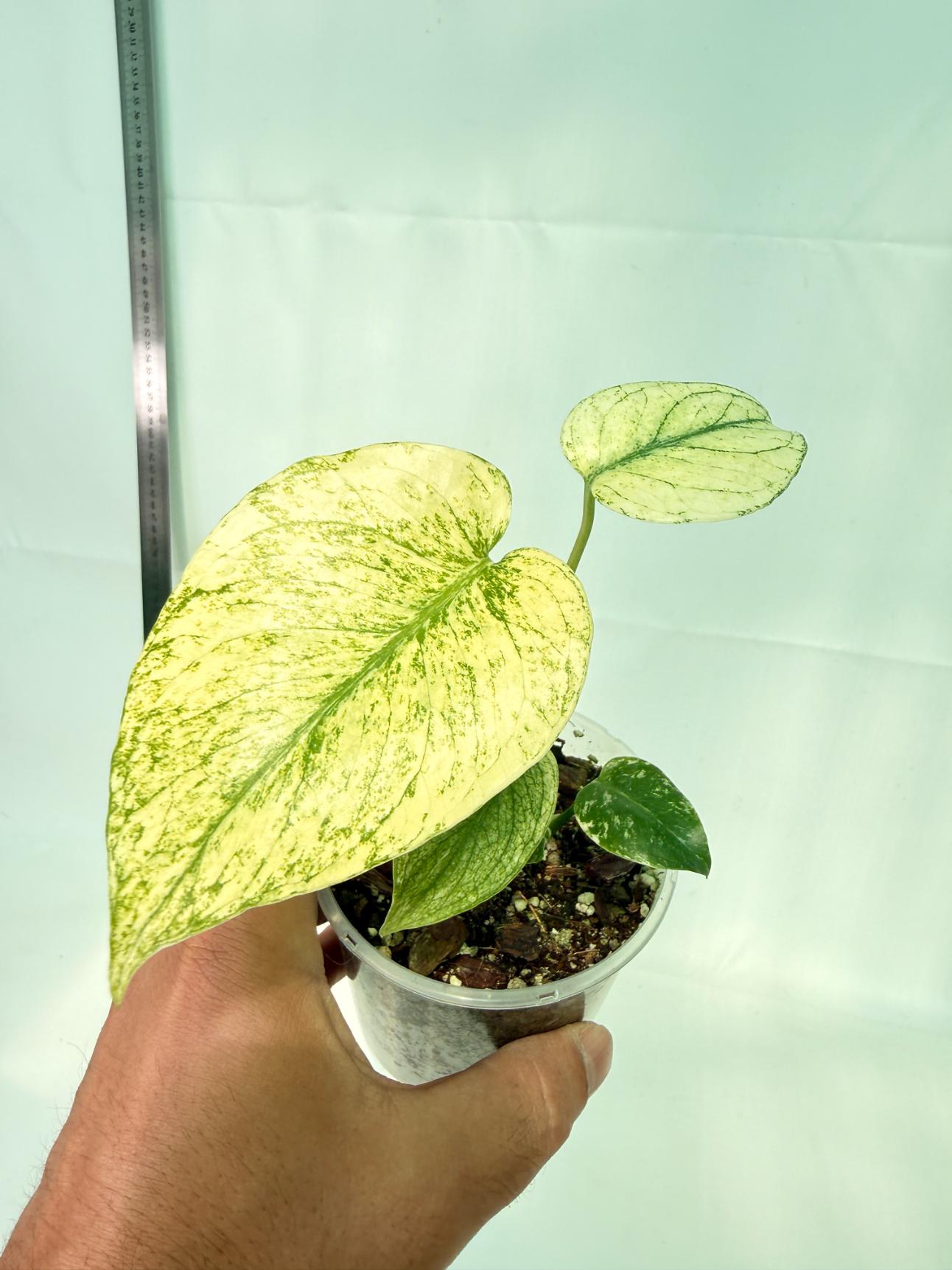 Monstera White Monster 11