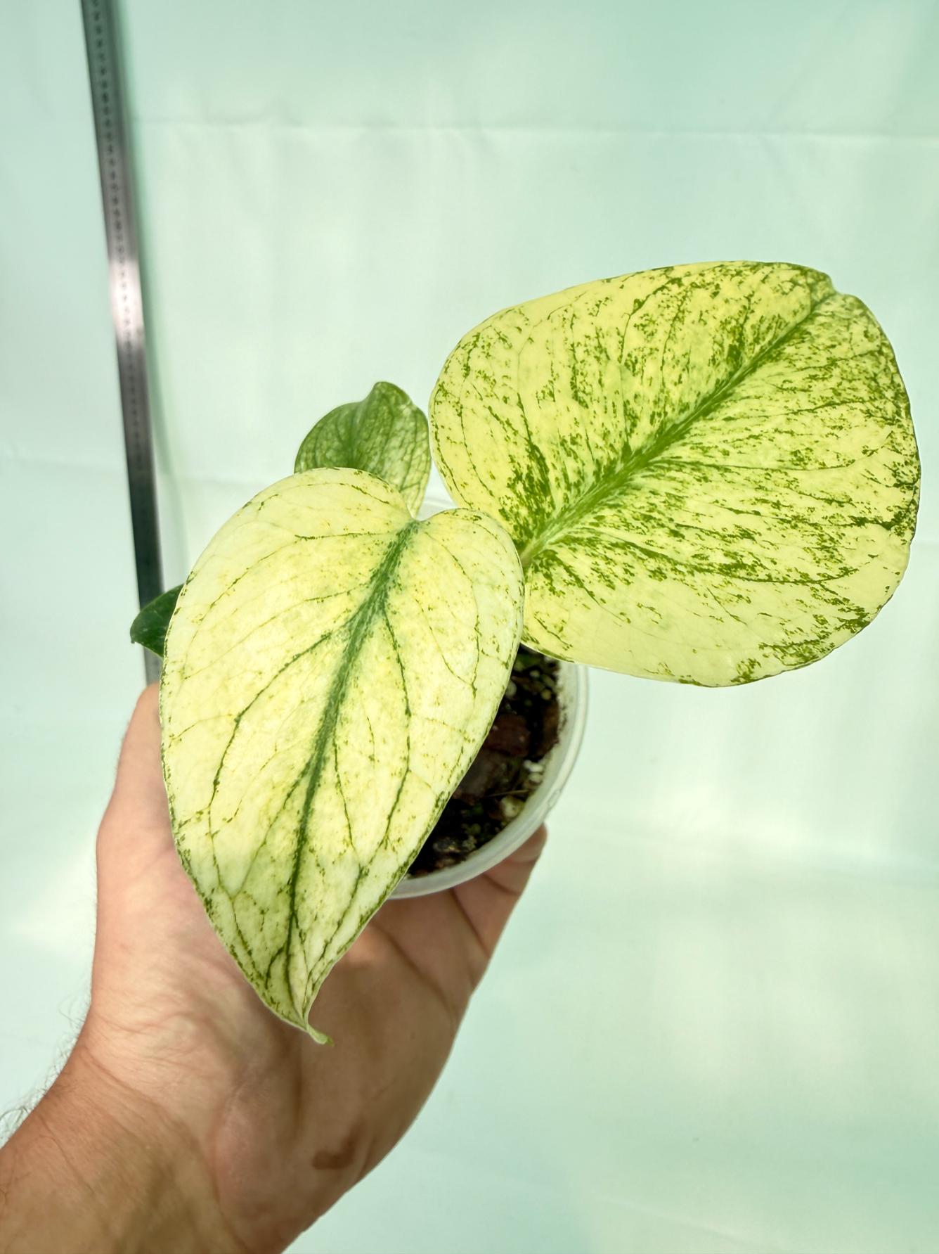 Monstera White Monster 1