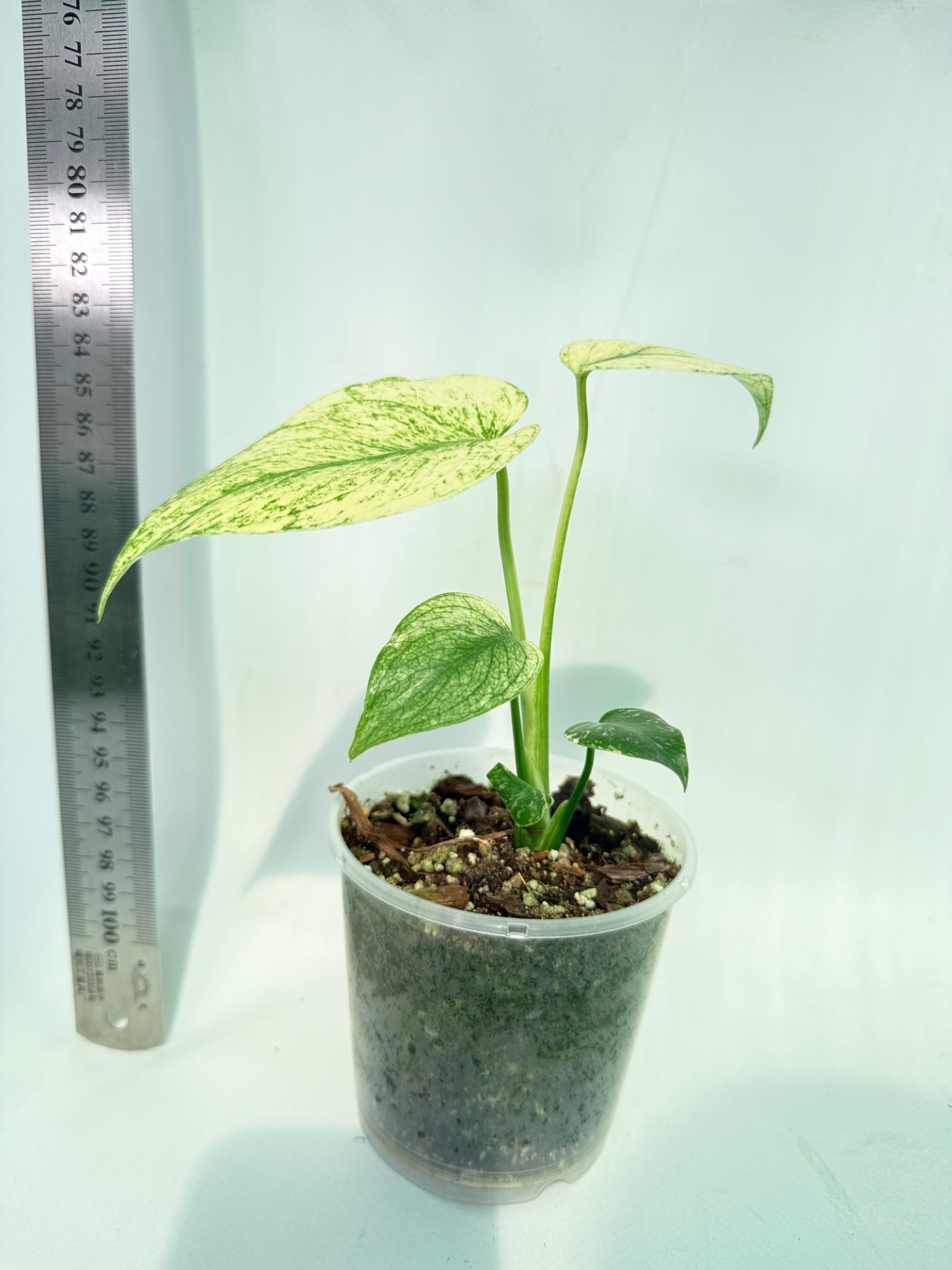 Monstera White Monster 4