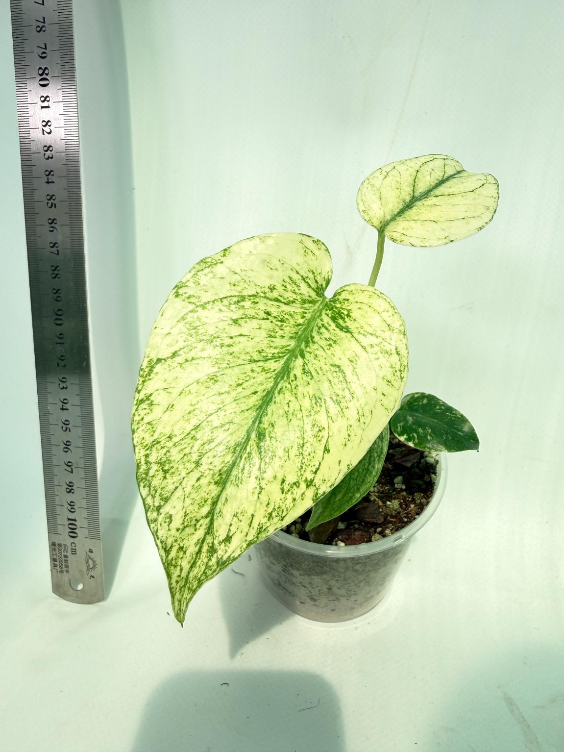 Monstera White Monster 3