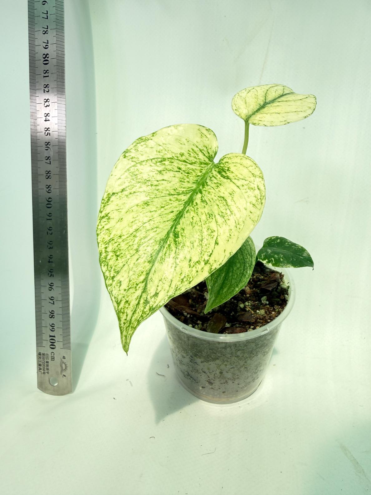 Monstera White Monster 5