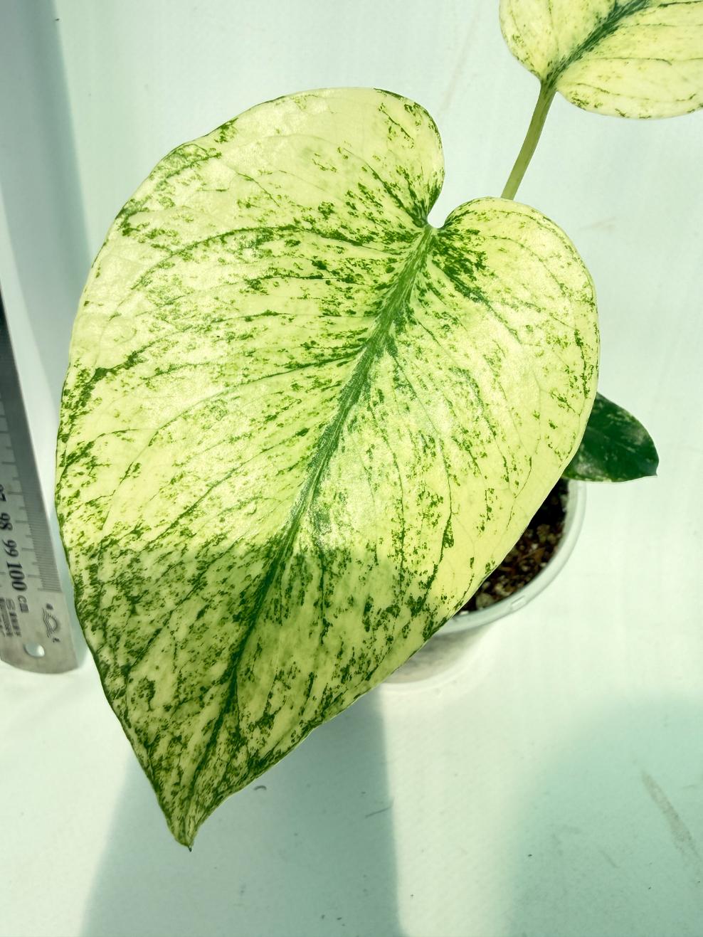 Monstera White Monster 6