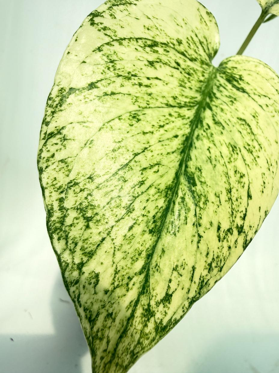 Monstera White Monster 2