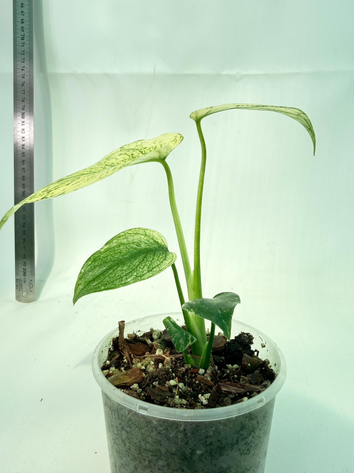 Monstera White Monster 8