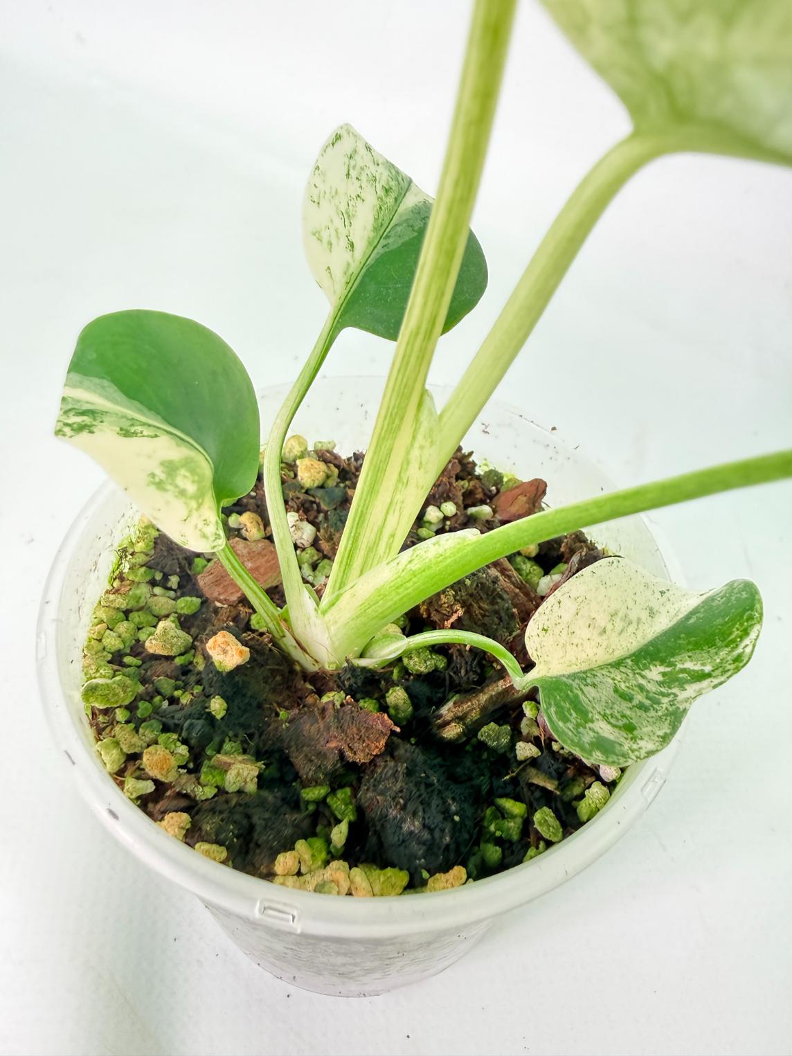 Monstera White Monster