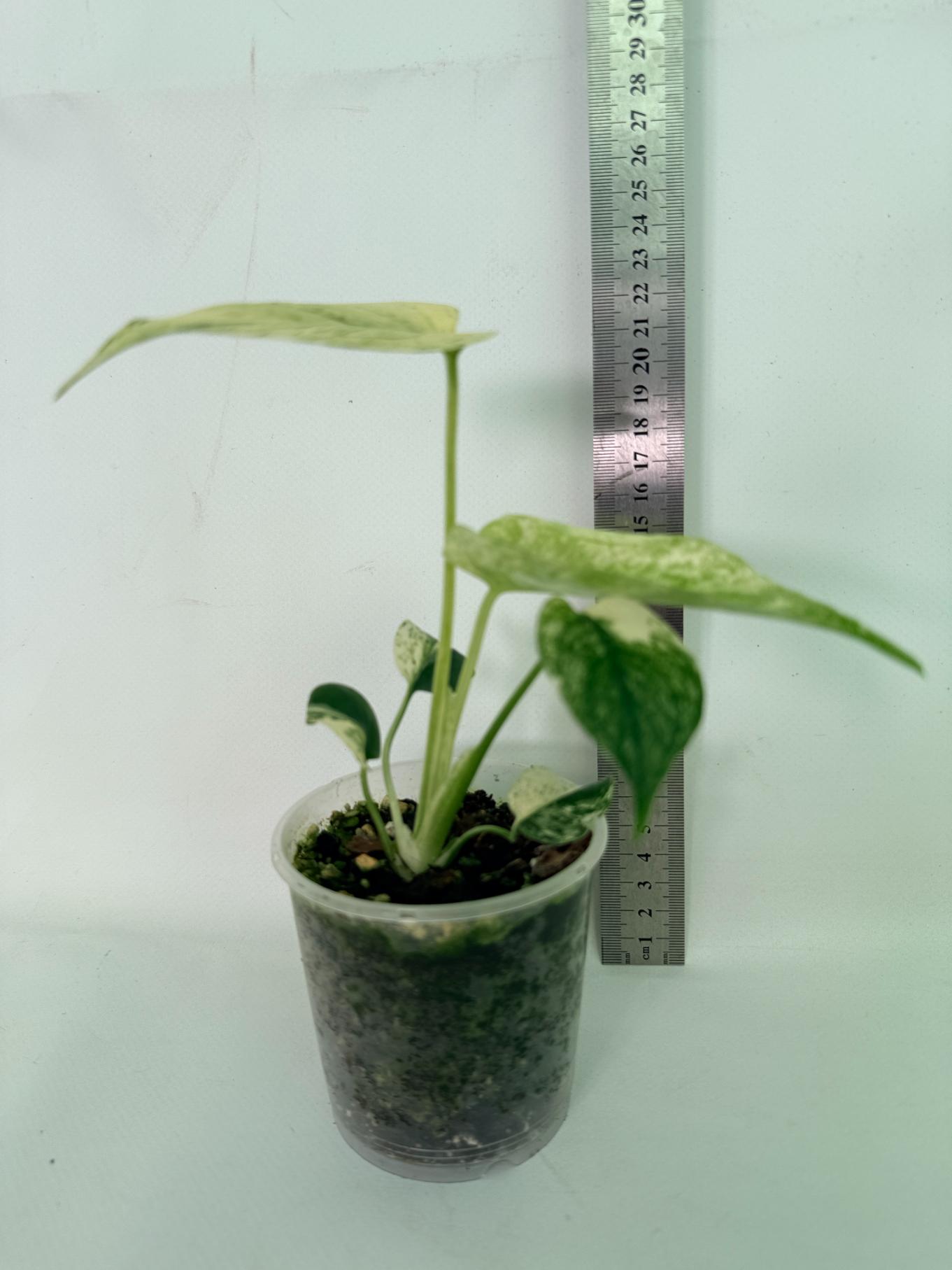 Monstera White Monster 07