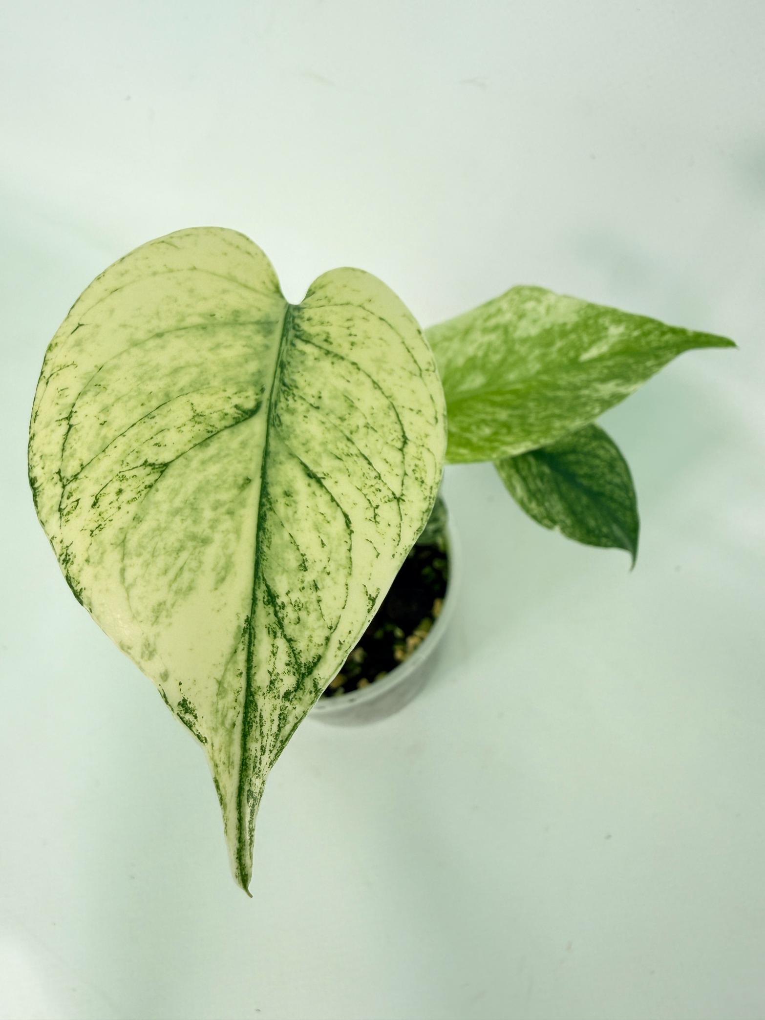 Monstera White Monster 02