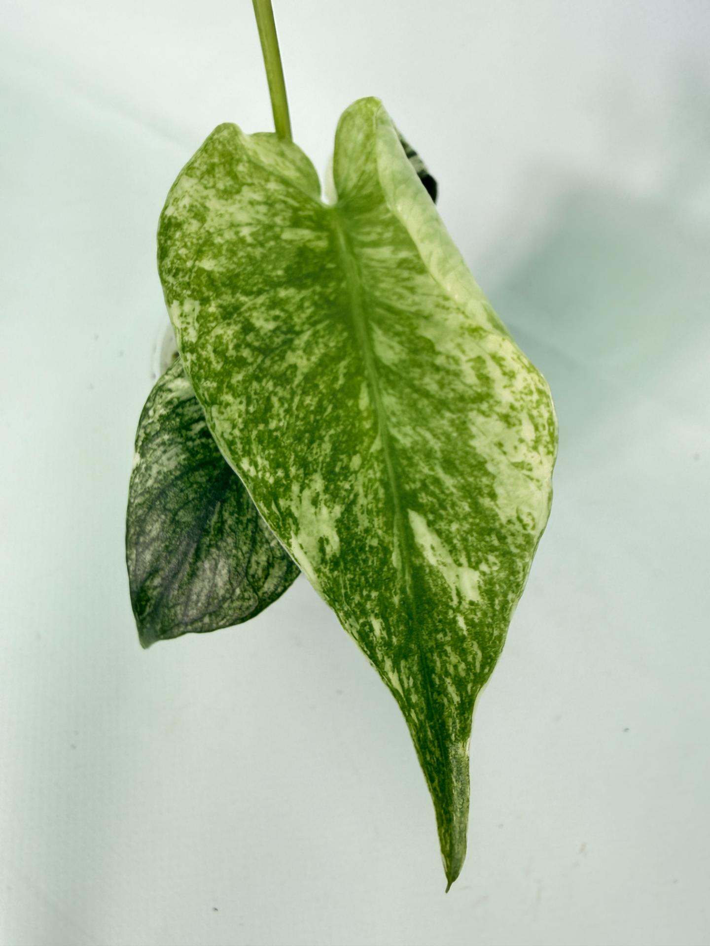 Monstera White Monster 04